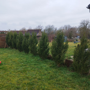 Photo de galerie - Plantation de Cyprès 
