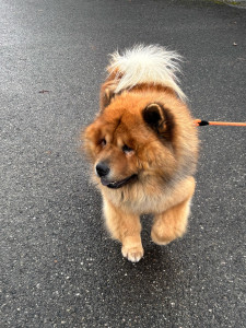 Photo de galerie - Le petit nouveau 