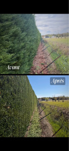 Photo de galerie - Entretien de haie 