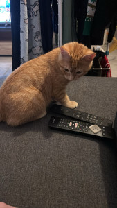 Photo de galerie - Petsitt