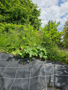 Photo de galerie - Paysagiste - Aménagement du jardin