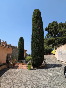Photo de galerie - Taille de cyprès de provence