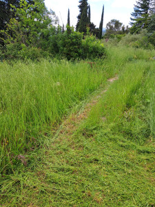 Photo de galerie - Debroussailllage...tonte ... évacuation déchet vert...taille haie ..tronçonnage 
etc...