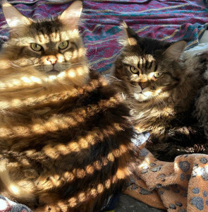 Photo de galerie - Pour la dame qui cherche a 500 m pour ses chats je connais tres bien le diabete