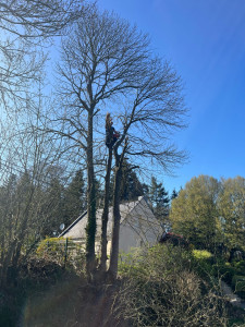 Photo de galerie - Élagage d’un arbre
