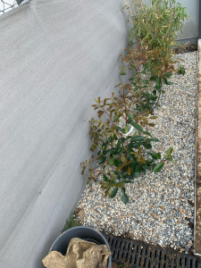 Photo de galerie - Paysagiste - Aménagement du jardin