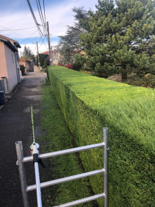 Photo de galerie - Taille de haie de cyprès 