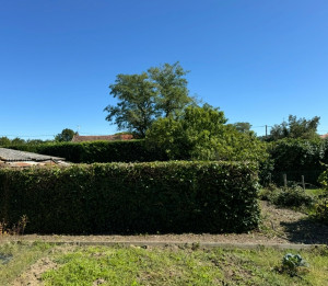 Photo de galerie - Taille haie