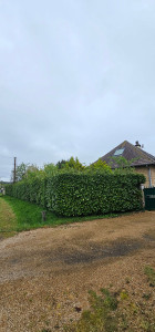 Photo de galerie - AVANT 
taille de haie laurier palmes. 