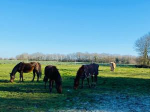 Photo de galerie - Garde animaux