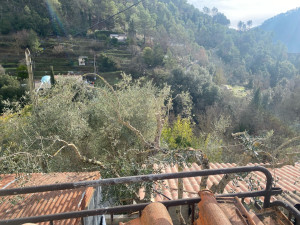 Photo de galerie - Taille fruitière d’Olivier 