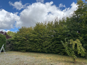 Photo de galerie - Taille de haies et d'arbustes