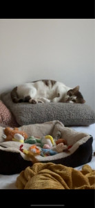 Photo de galerie - Garde animaux