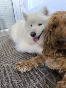 Photo de galerie - Garde chien