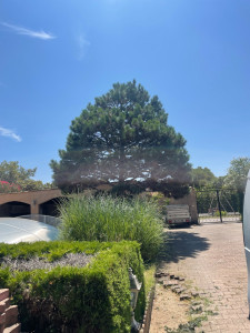 Photo de galerie - Arbre taillé en rond