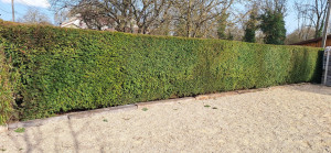 Photo de galerie - Taille de haie sur une longueur de 20M Hauteur 1.80