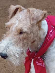 Photo de galerie - Garde chien