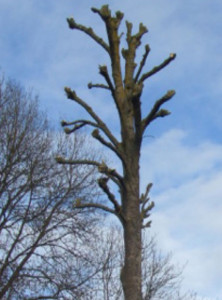 Photo de galerie - Hésiter pas a nous contacter on intervient a l'aide de harnais cordiste, nacelle sur les départements limitrophe 49,79,86,37,85