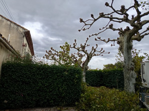 Photo de galerie - Elagage et coupe d'arbres