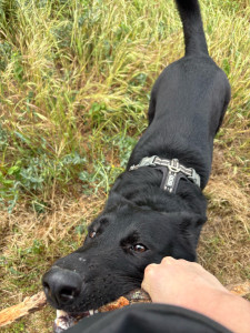 Photo de galerie - Balade en pet sitting 