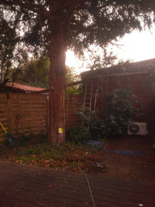 Photo de galerie - Taille élévation de couronne séquoia à feuille d'if.