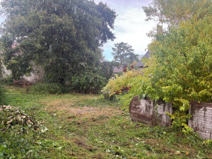 Photo de galerie - Elagage et coupe d'arbres