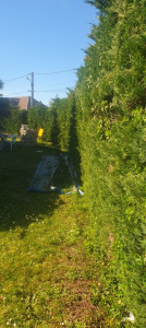 Photo de galerie - Taille de haie avant