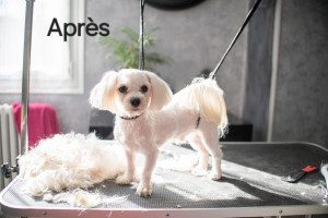Photo de galerie - Avant après tonte bichon maltais 