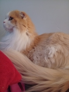Photo de galerie - Simba, dernier arrivé cet été et deja au dessus de mon epaule poir ses câlins ? 