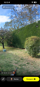 Photo de galerie - Taille haie haute 