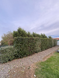 Photo de galerie - Taille de haies et d'arbustes