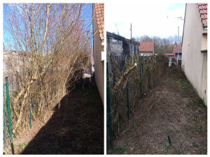 Photo de galerie - Taille de haies et d'arbustes