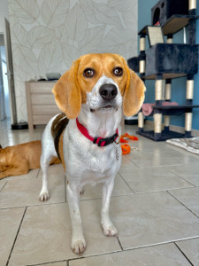 Photo de galerie - Garde chien