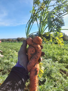 Photo de galerie - Pour vos potagers et jardins
