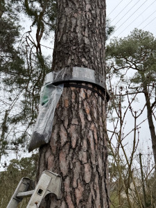 Photo de galerie - Installation de colliers écopièges installés pour stopper les chenilles processionnaires.