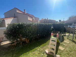 Photo de galerie - Taille de haies et d'arbustes