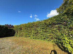 Photo de galerie - Taille de haies et d'arbustes