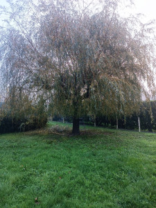 Photo de galerie - Elagage et coupe d'arbres