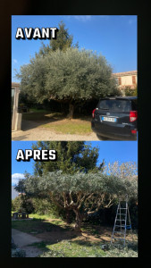 Photo de galerie - Elagage et coupe d'arbres