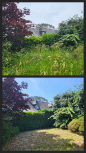 Photo de galerie - Taille de haie