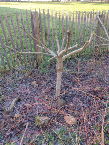 Photo de galerie - Taille de formation en 