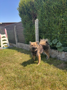 Photo de galerie - Garde chien