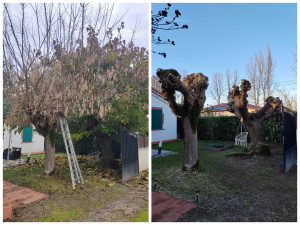 Photo de galerie - élagage