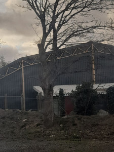 Photo de galerie - Elagage et coupe d'arbres