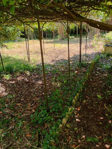 Photo de galerie - Tonte de pelouse - Débroussaillage