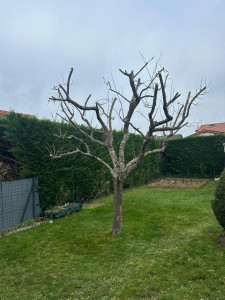Photo de galerie - Elagage et coupe d'arbres