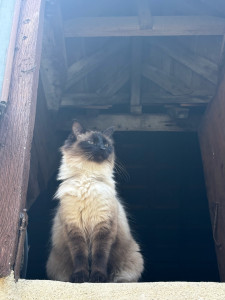 Photo de galerie - Voici mon chat - Ava
