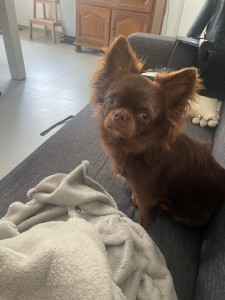Photo de galerie - Garde animaux