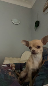 Photo de galerie - Je passe du temps avec vos animaux 