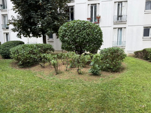 Photo de galerie - Taille de haies et d'arbustes